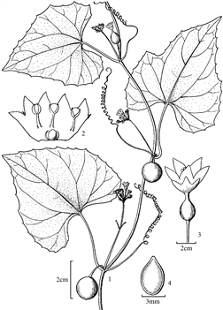 146