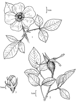 409