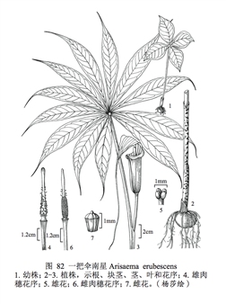 4206