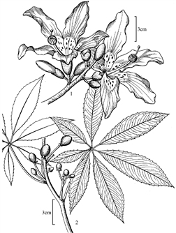 55