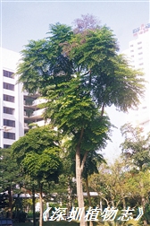 1969