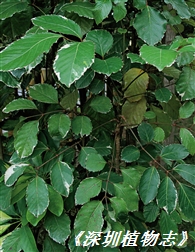 1972