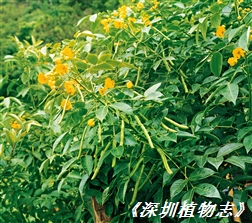 510