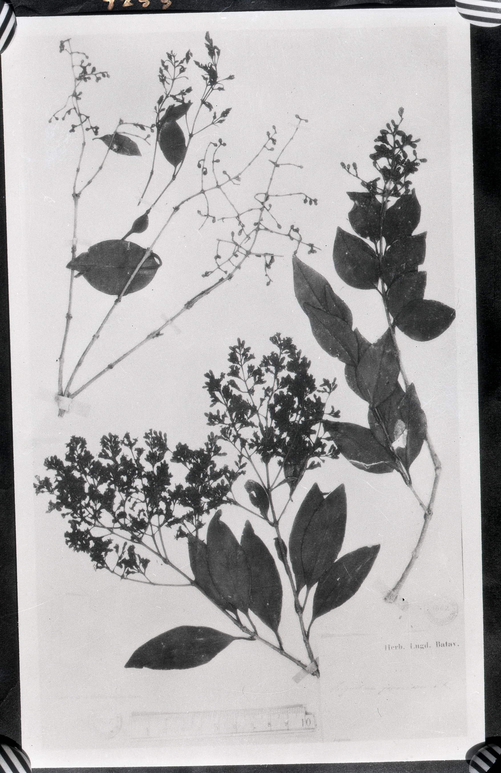 中文名 科名 木犀科 oleaceae 属名 女贞属 保存馆 kew 标本号 9255
