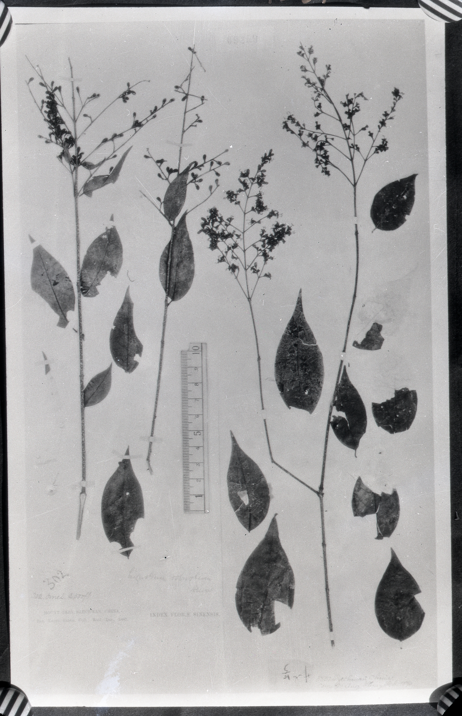 中文名 科名 木犀科 oleaceae 属名 女贞属 保存馆 kew 标本号 9259