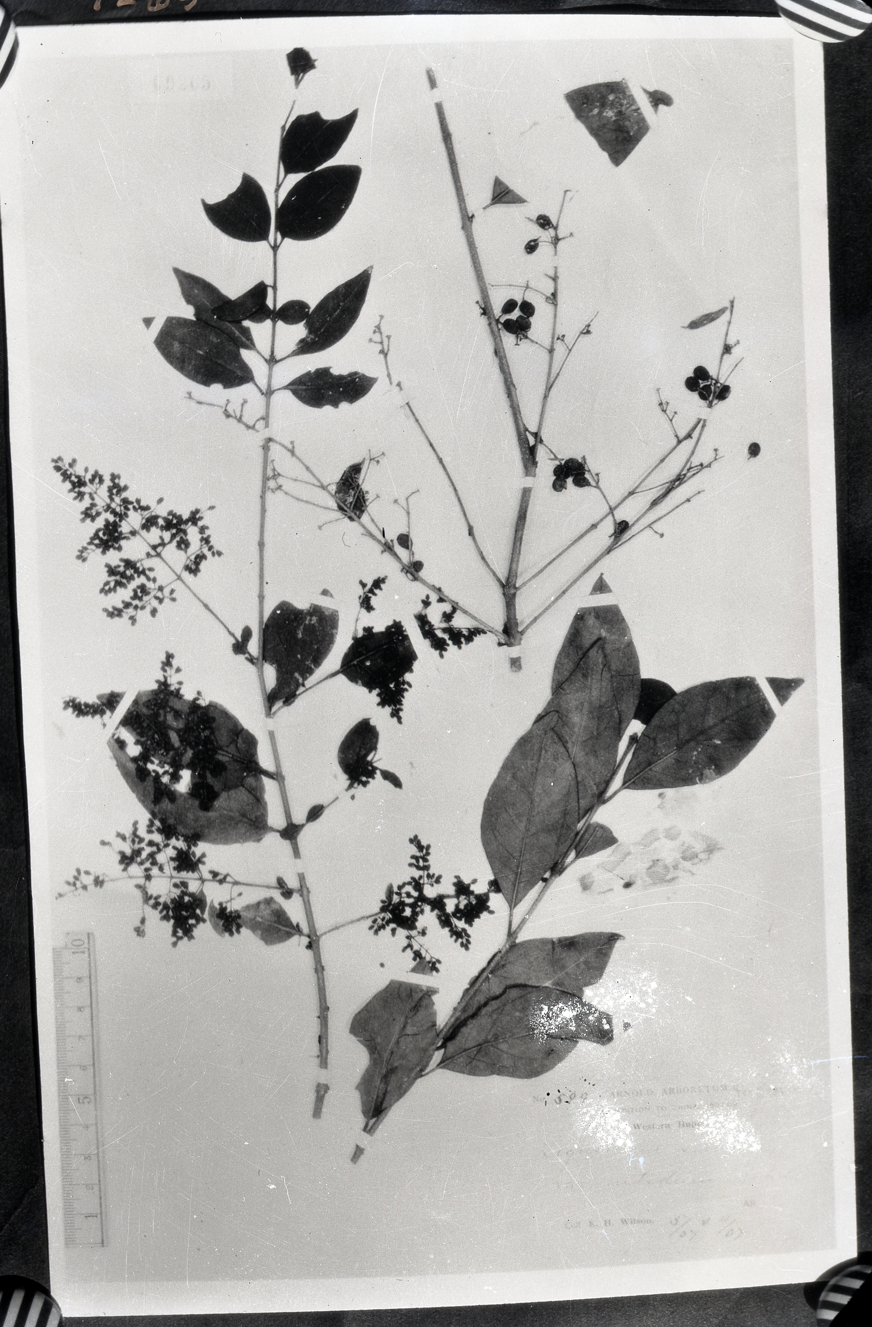 中文名 科名 木犀科 oleaceae 属名 女贞属 保存馆 kew 标本号 9265