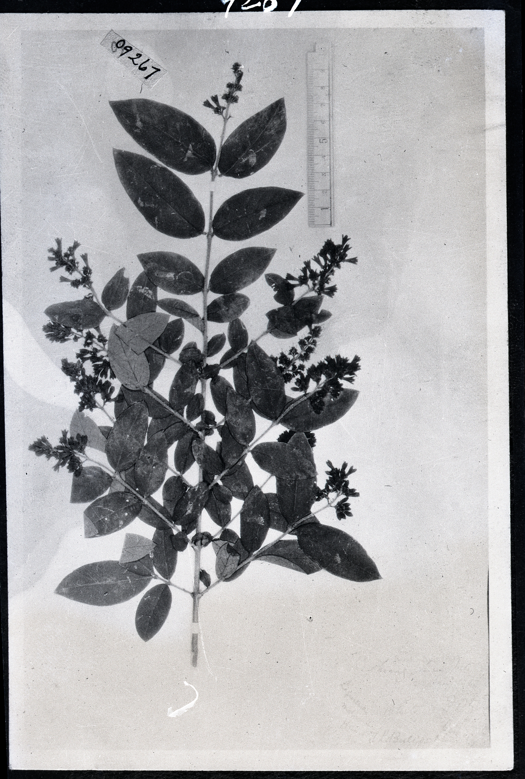 hance 中文名 科名 木犀科 oleaceae 属名 女贞属 保存馆 kew 标本号