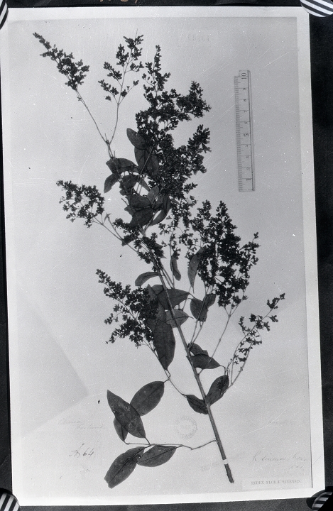 中文名 科名 木犀科 oleaceae 属名 女贞属 保存馆 kew 标本号 9264