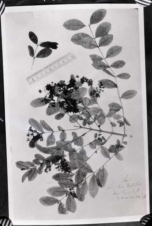 中文名 科名 木犀科 oleaceae 属名 女贞属 保存馆 kew 标本号 9266