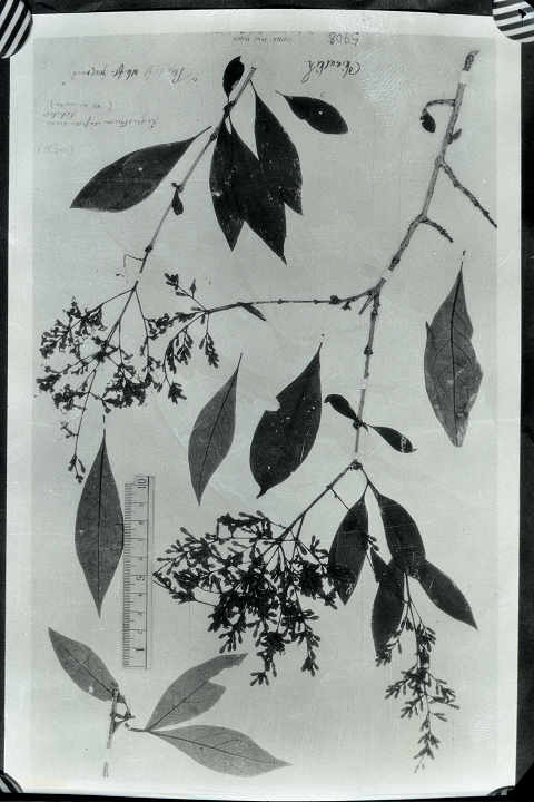 中文名 科名 木犀科 oleaceae 属名 女贞属 保存馆 kew 标本号 9278