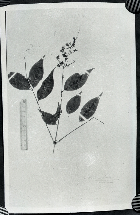 decne 中文名 科名 木犀科 oleaceae 属名 女贞属 保存馆 kew 标本号