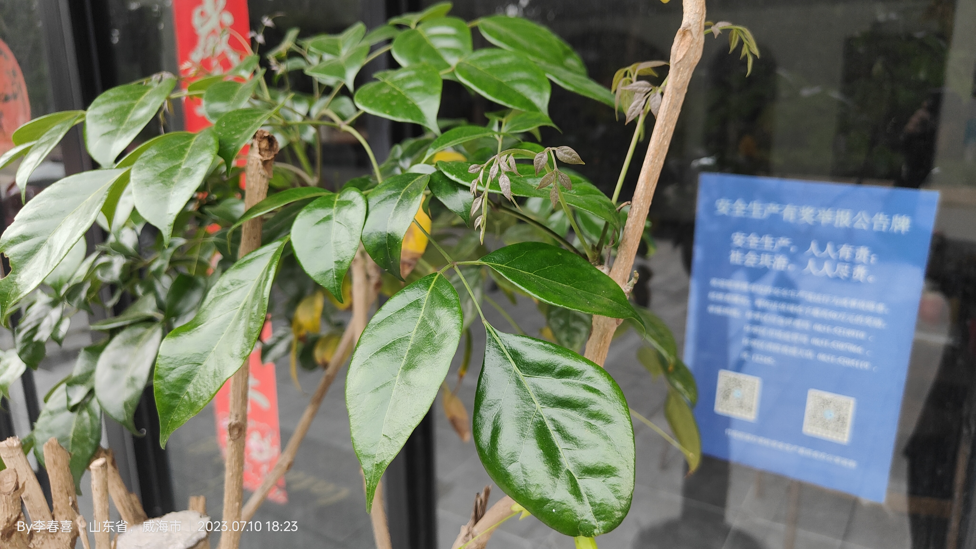 幌伞枫 Heteropanax fragransiPlant 植物智——植物物种信息系统