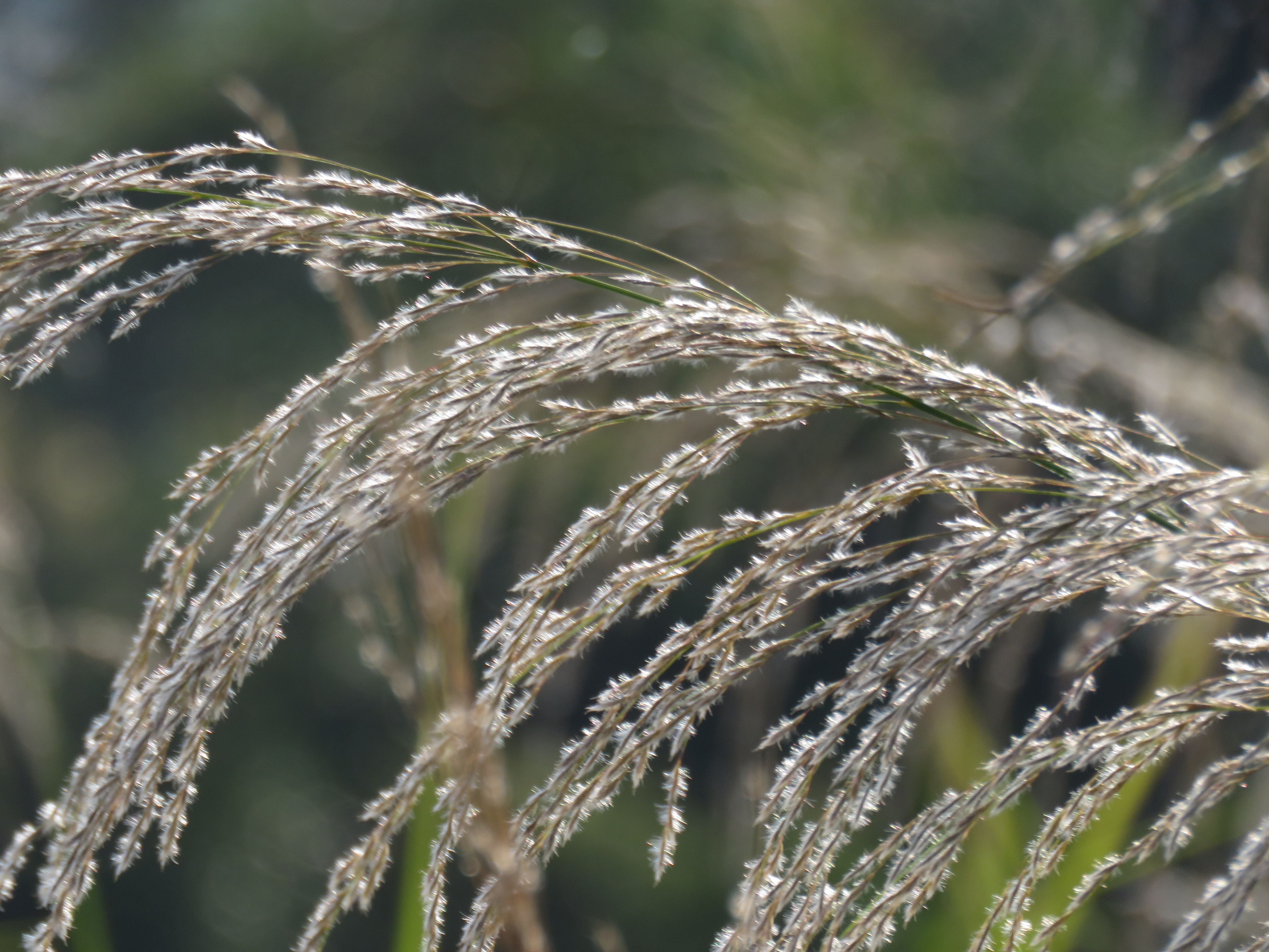 荻 Miscanthus sacchariflorusiPlant 植物智——植物物种信息系统