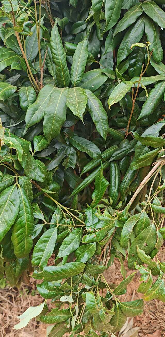 乌榄 Canarium pimelaiPlant 植物智——植物物种信息系统