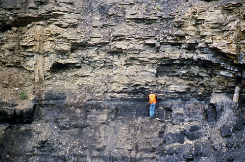 Photo of Lili Creek trees with rollover image highlighting the trees