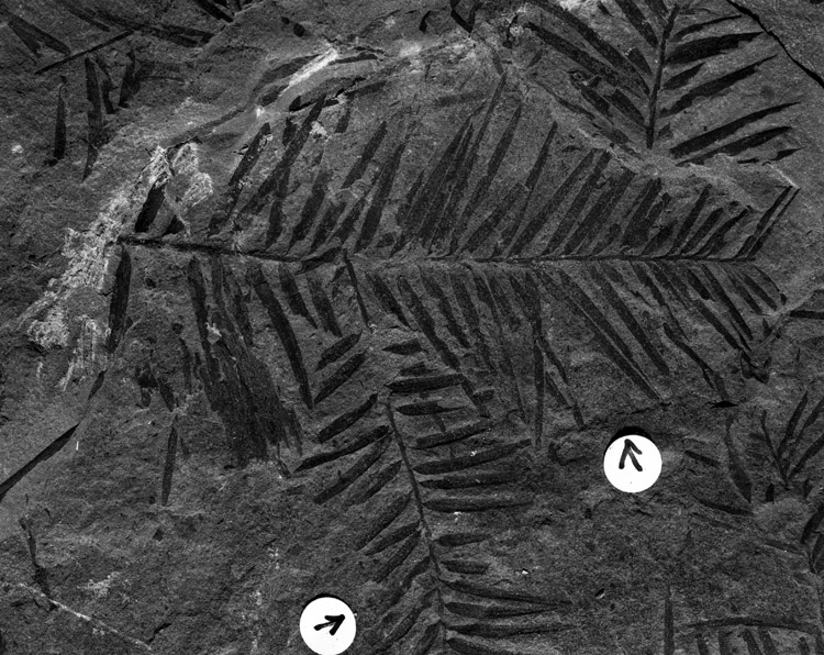 Image of USGS11556.19