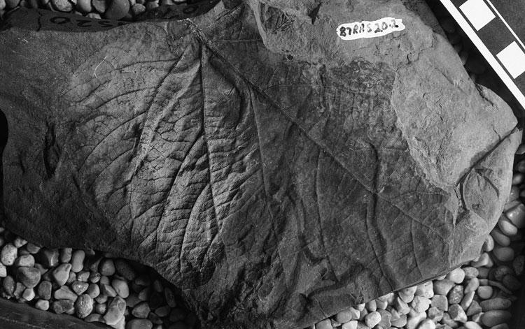 Leaf Photo