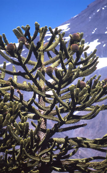 Auraucaria