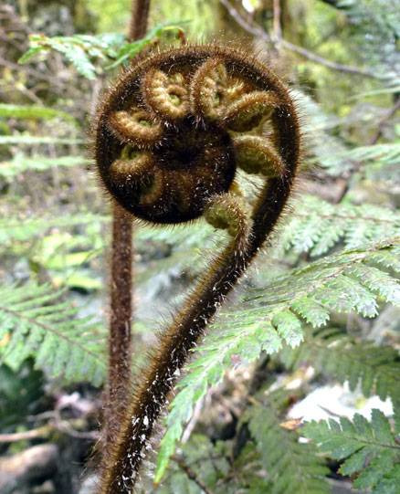 Image of a young curled fern leaf