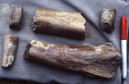 Photograph of dinosaur bomnes found at the Liscomb bone bed, Ocean Point