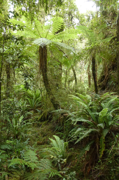 Image of Ferns in a forest