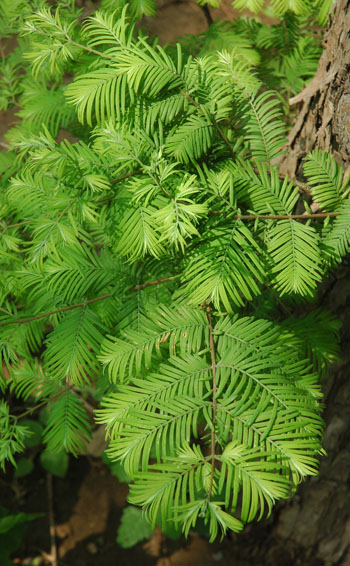 Living Metasequoia foliage