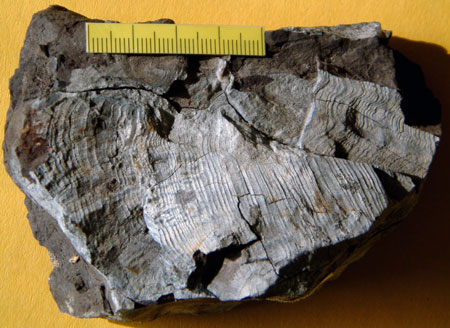 Photograph of fossil wood recovered by the 1886 von Toll expedition
