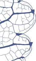 drawing of a chloranthoid tooth