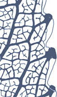 drawing of chloranthoid tooth