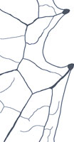 drawing of a chloranthoid_tooth