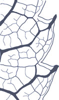 drawing of a chloranthoid tooth