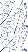 drawingof a chloranthoid tooth