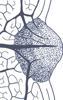 drawing of cucurbitoid tooth