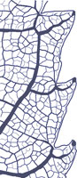 drawing of a cunonioid tooth