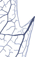drawing of a monimioid tooth