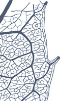 drawing of an monimioid tooth
