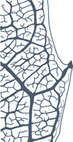 drawing of a monimioid tooth