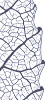 darwing of monimioid tooth