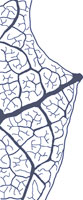 drawing of a platanoid tooth