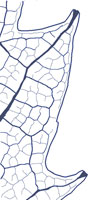 drawing of platanoid tooth