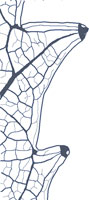 drawing of a rosoid tooth