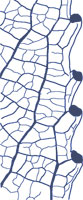 drawing of a salicoid tooth