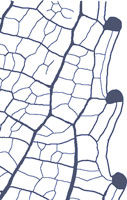 drawing of a salicoid tooth