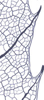 drawing of a spinose tooth