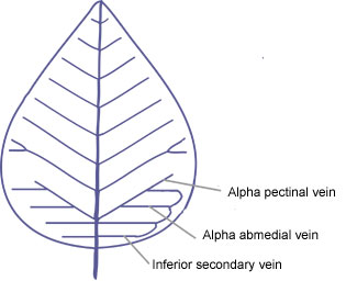 Pectinal veinsB