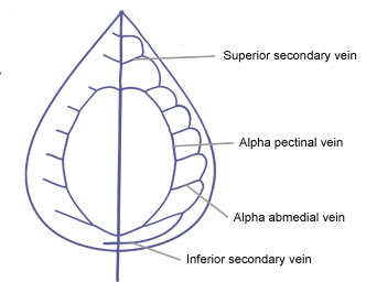 Pectinal Veins E