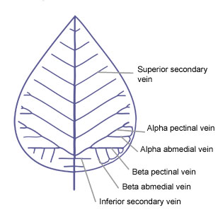 Pectinal C