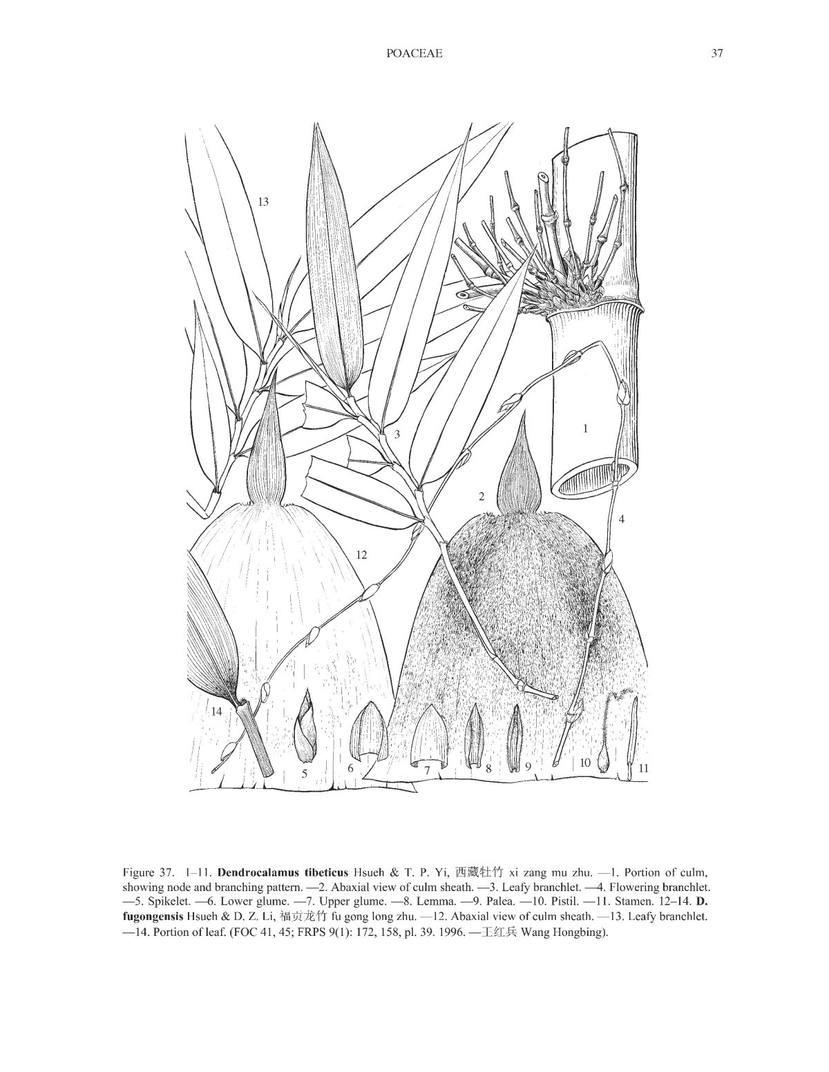 福贡龙竹 Dendrocalamus fugongensis|iPlant 植物智——植物物种信息系统