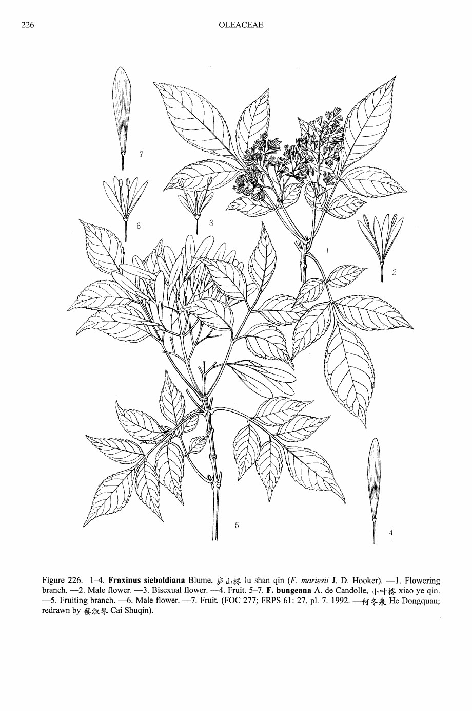 小叶梣 Fraxinus bungeana|iPlant 植物智——植物物种信息系统