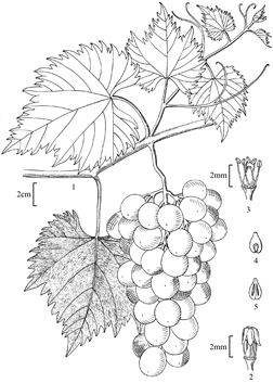 1854